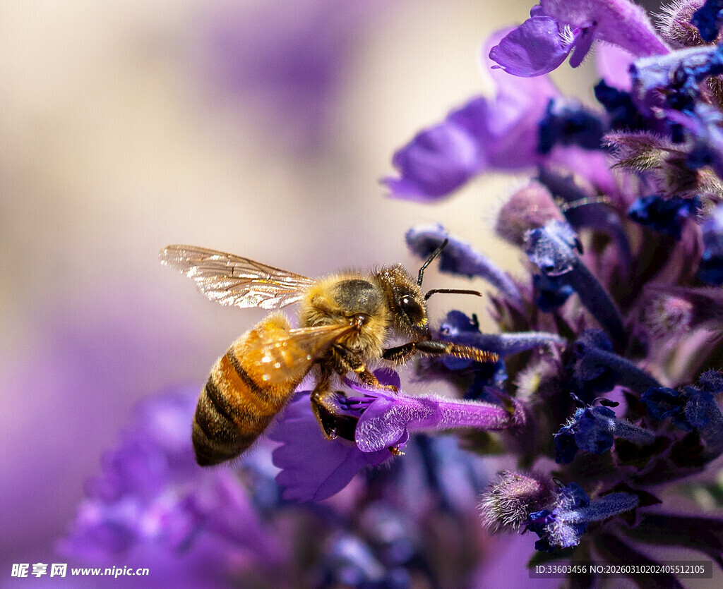 蜜蜂采蜜于紫色花朵间