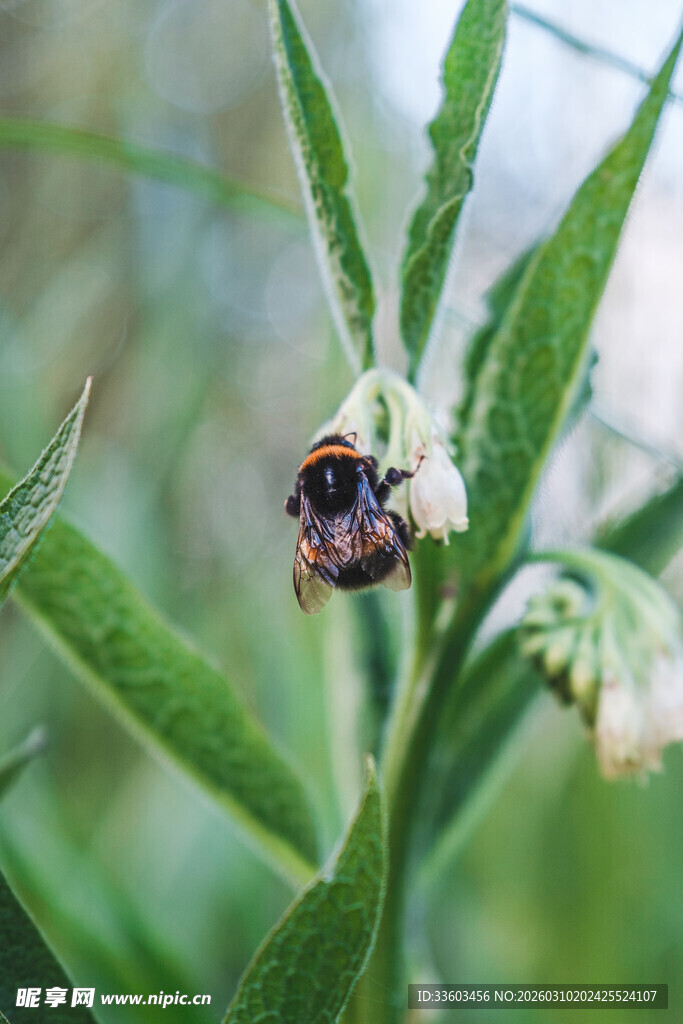 蜜蜂停留在绿叶白花之上