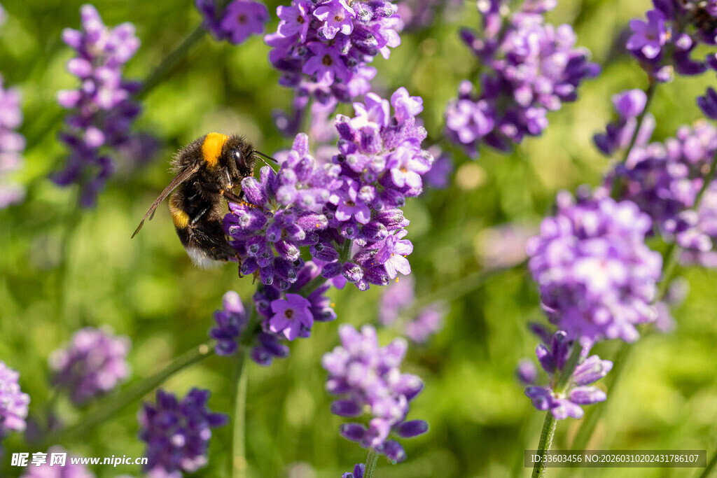 蜜蜂采蜜于紫色薰衣草间