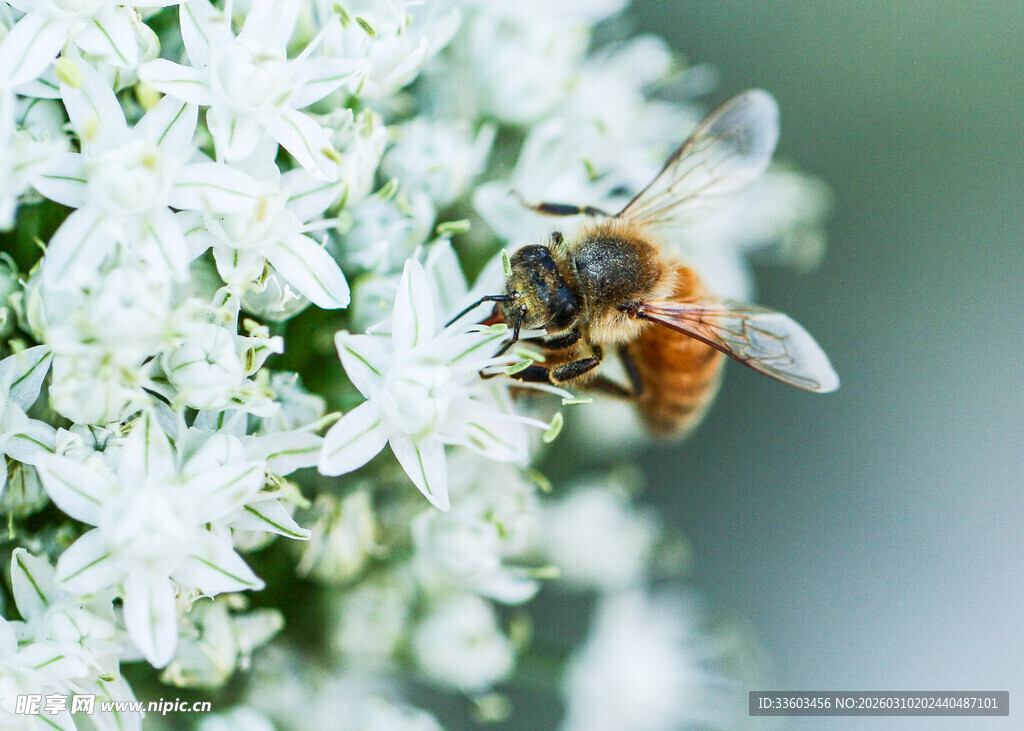 蜜蜂采蜜于白色花丛间