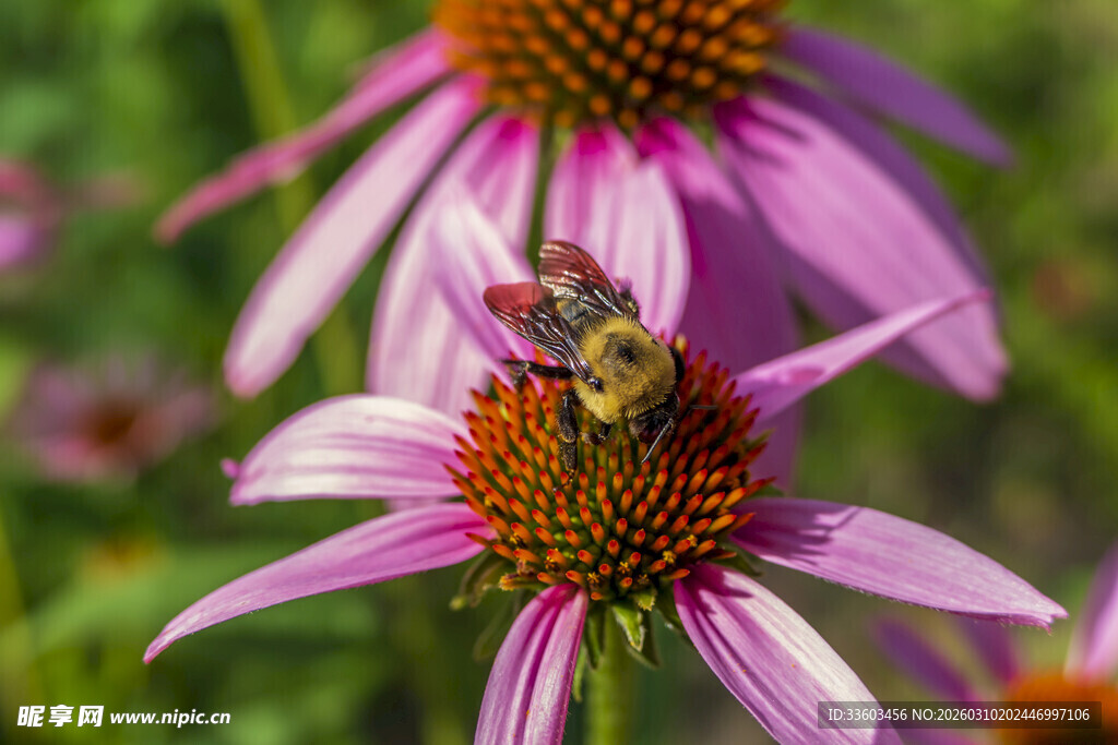 蜜蜂采蜜于紫色花朵间