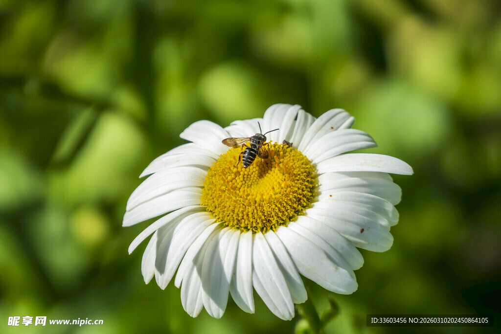 雏菊上的蜜蜂