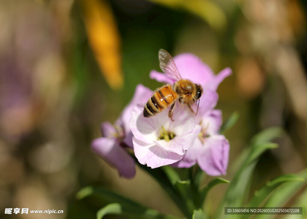 蜜蜂停留在粉紫色花朵上