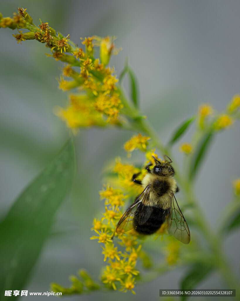 蜜蜂停驻黄色花朵上