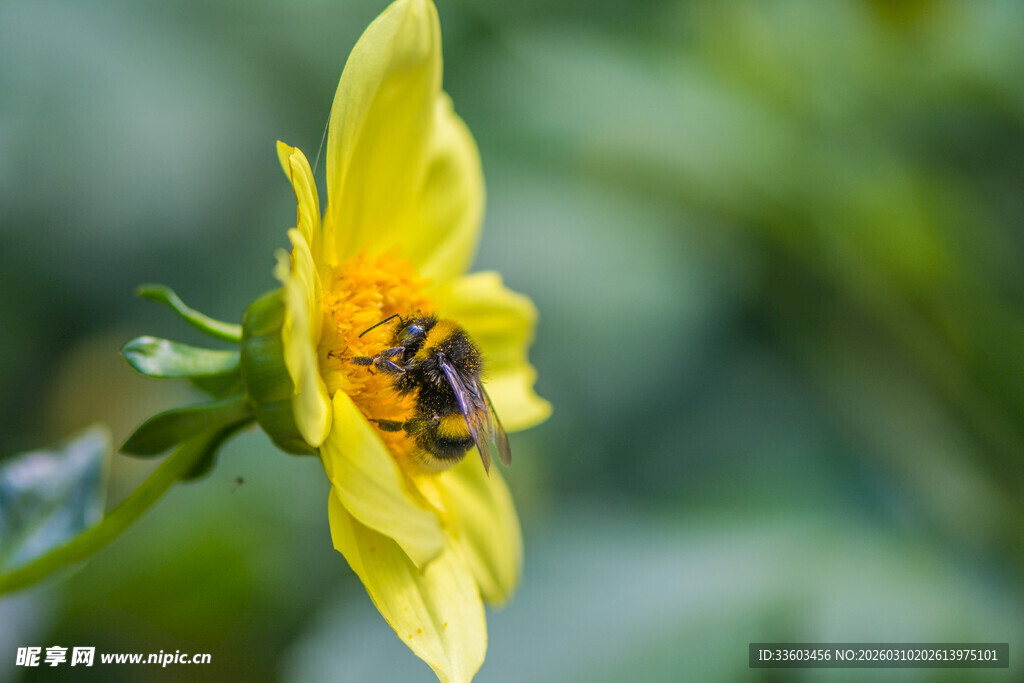 黄花朵上的忙碌小蜜蜂