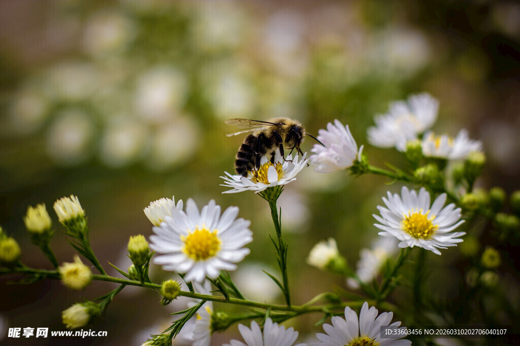 蜜蜂采蜜于小白菊间
