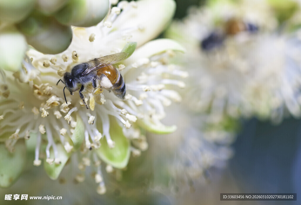 蜜蜂采蜜于白色花朵间