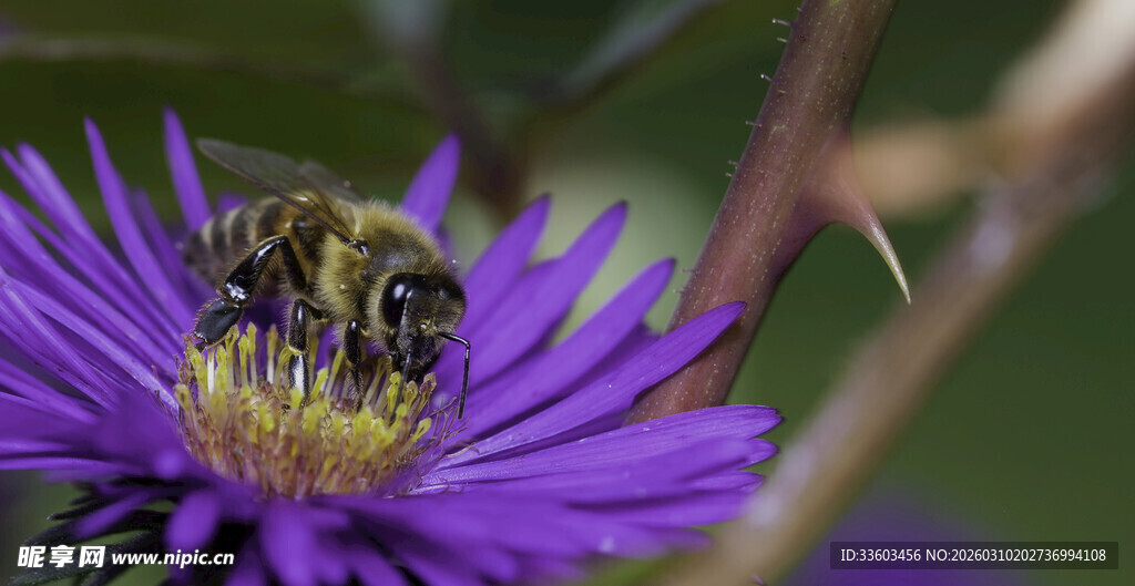 紫花上忙碌的蜜蜂