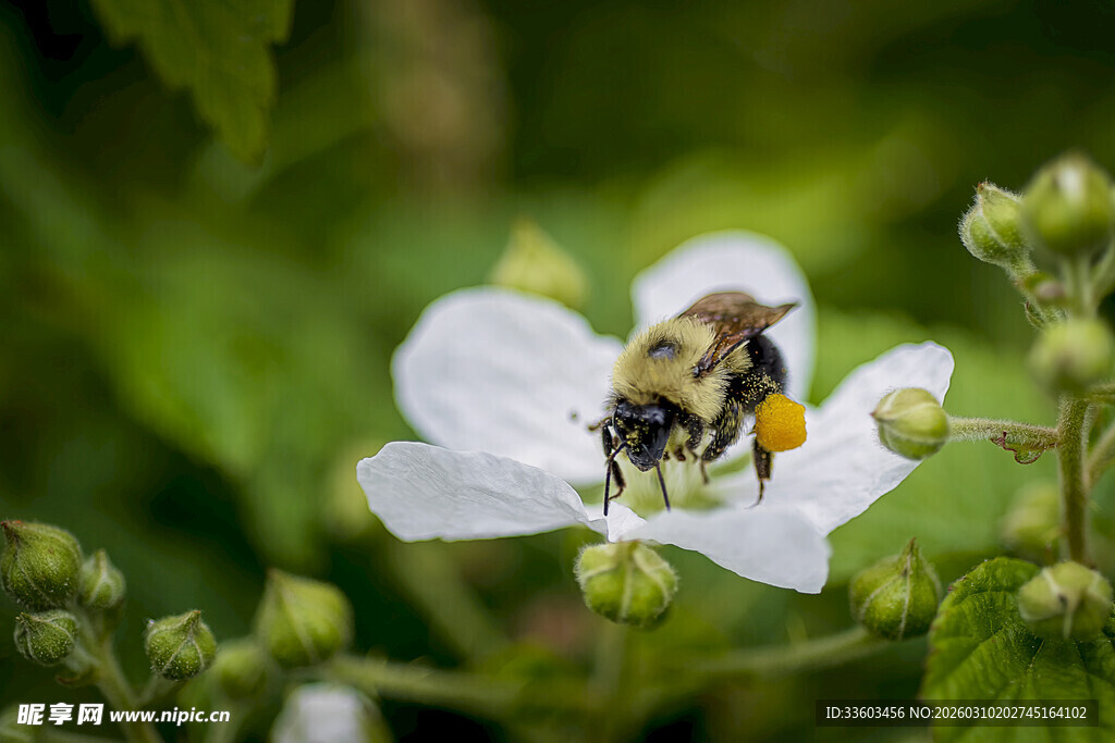 蜜蜂停留在白色花朵上