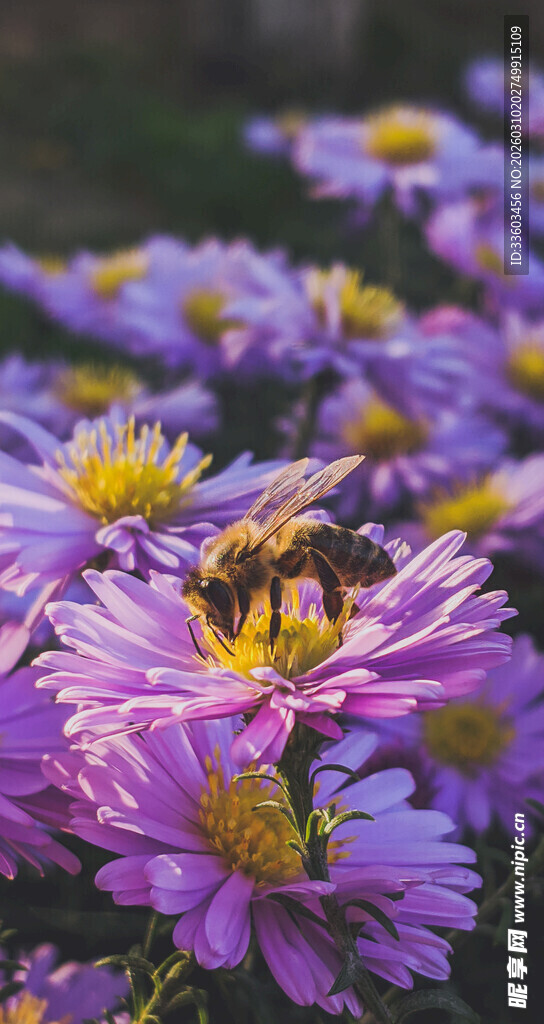 蜜蜂采蜜于紫色菊花间