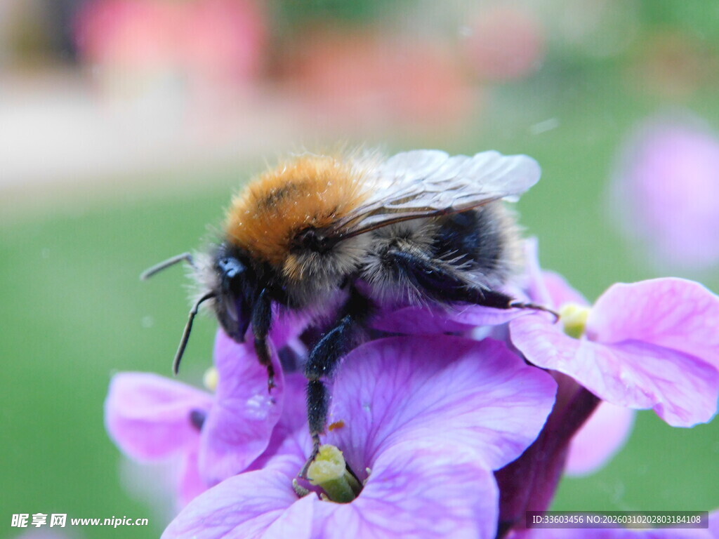 蜜蜂停驻紫色花朵上