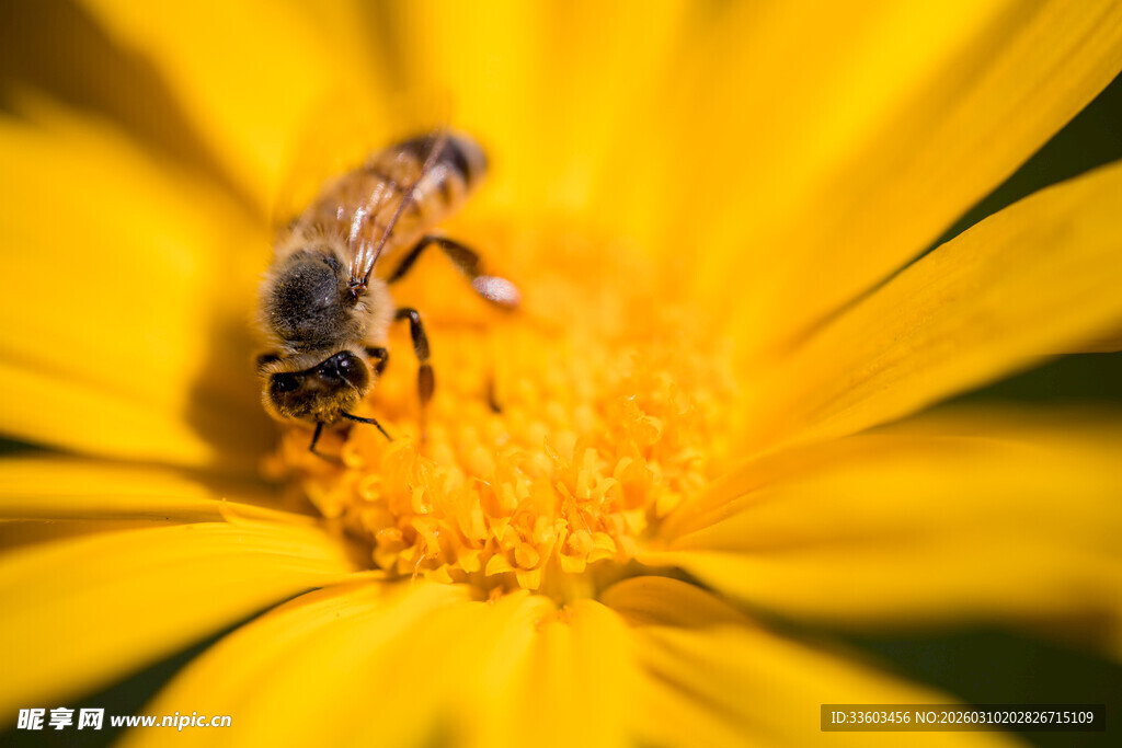 蜜蜂采蜜于黄色花朵上