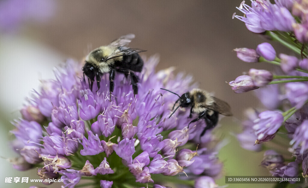 蜜蜂采蜜于紫色花朵间