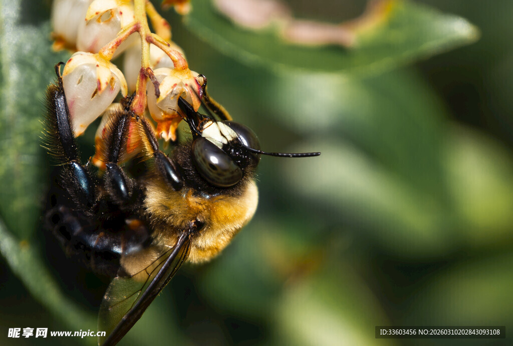 蜜蜂采蜜特写