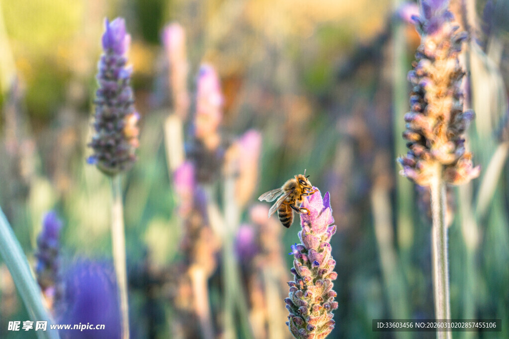 紫色薰衣草花丛中的蜜蜂