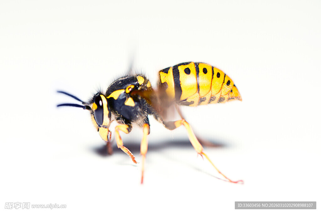 黄黑条纹蜂特写