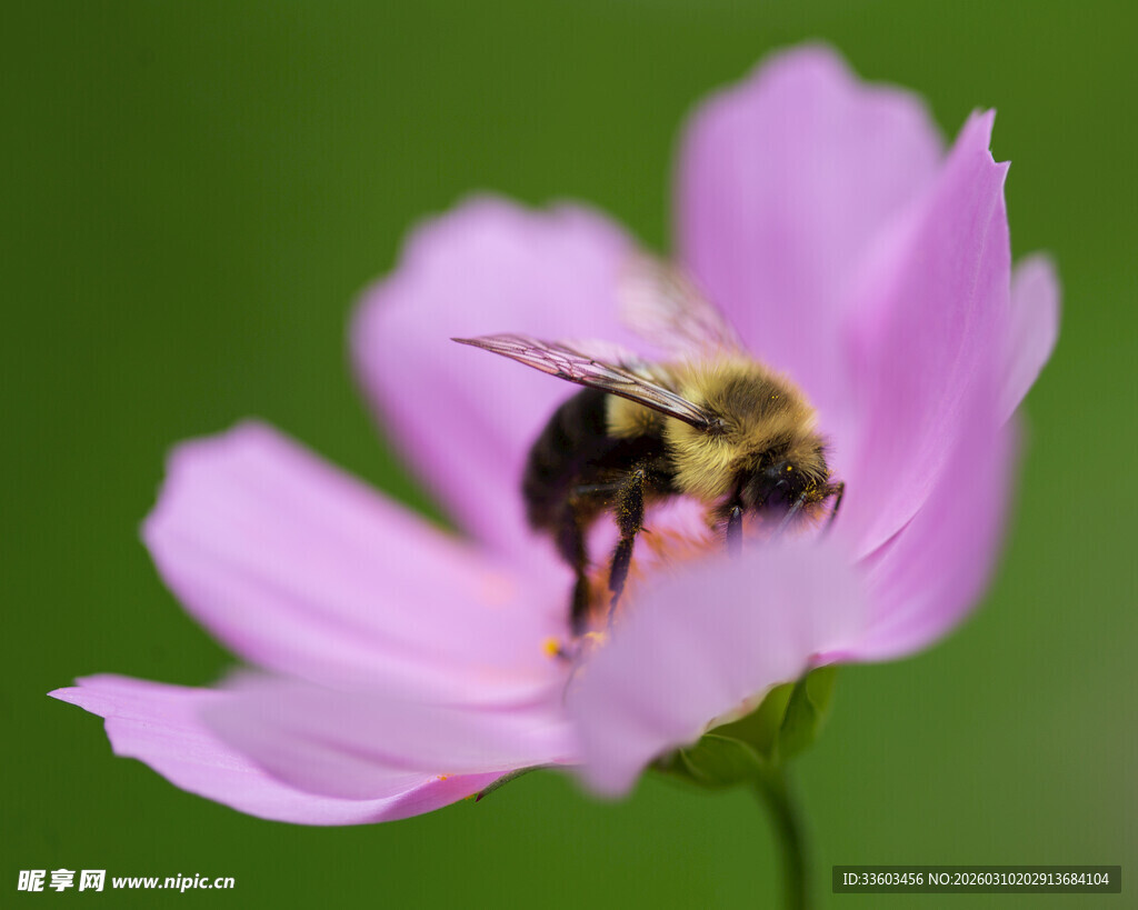 蜜蜂采蜜于粉色格桑花