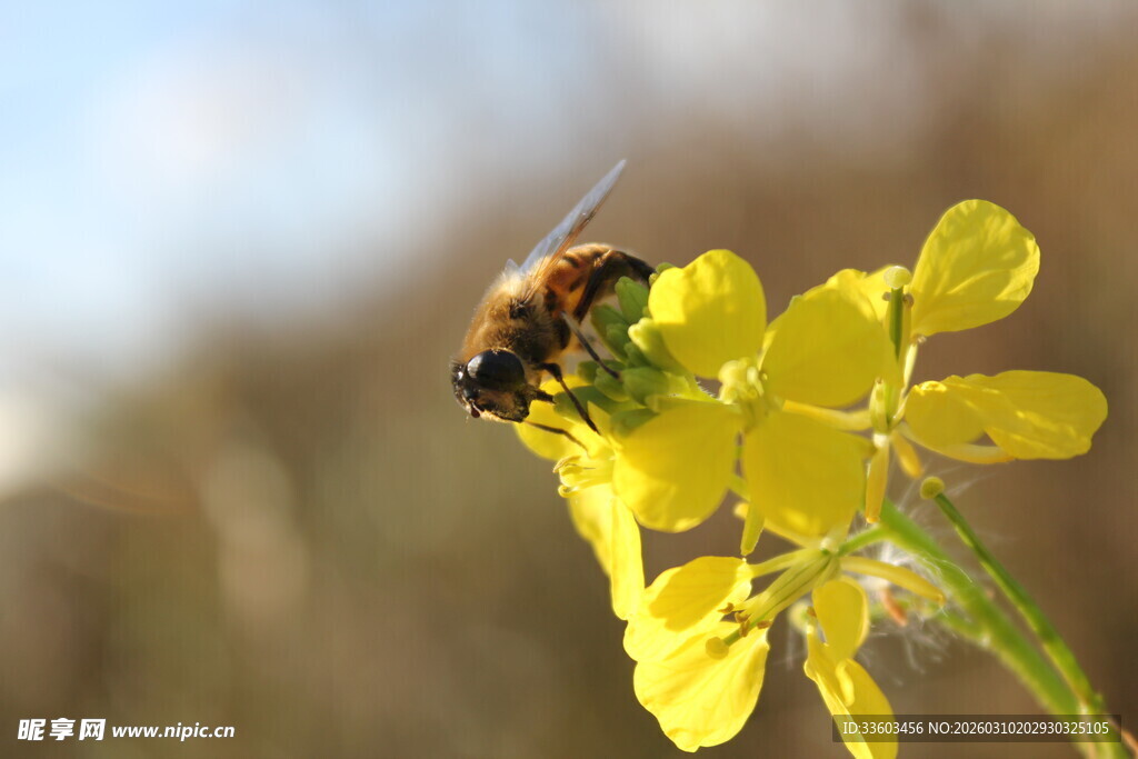 蜜蜂采蜜于黄色小花间