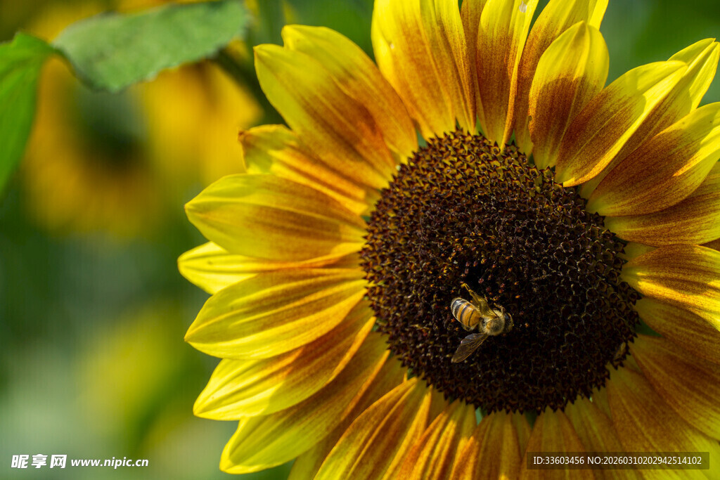向日葵上的蜜蜂