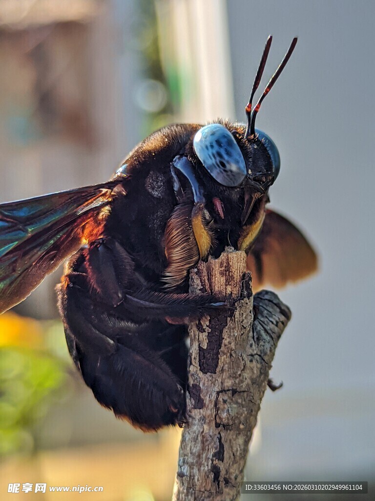 黑蜂栖息于枝头