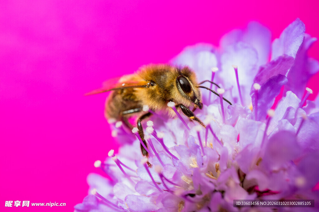 蜜蜂采蜜于绚烂紫花中
