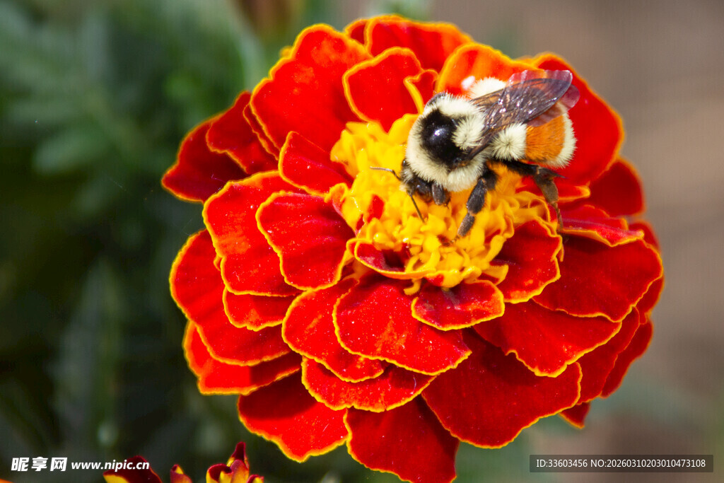 蜜蜂采蜜于艳丽万寿菊