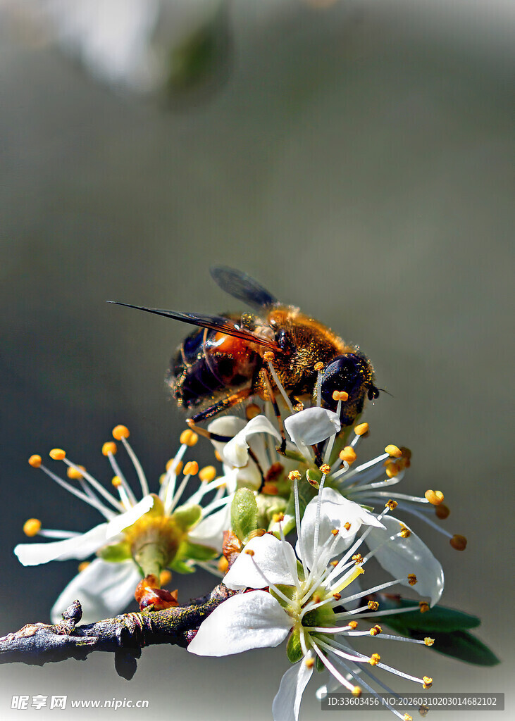 蜜蜂采蜜于洁白花朵间
