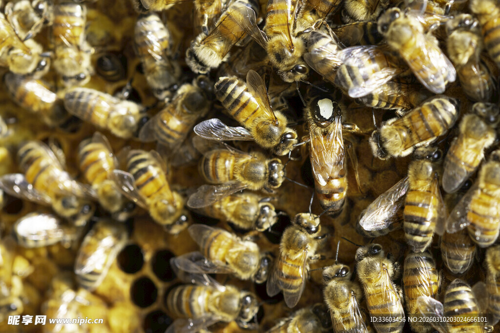 密集蜂群特写