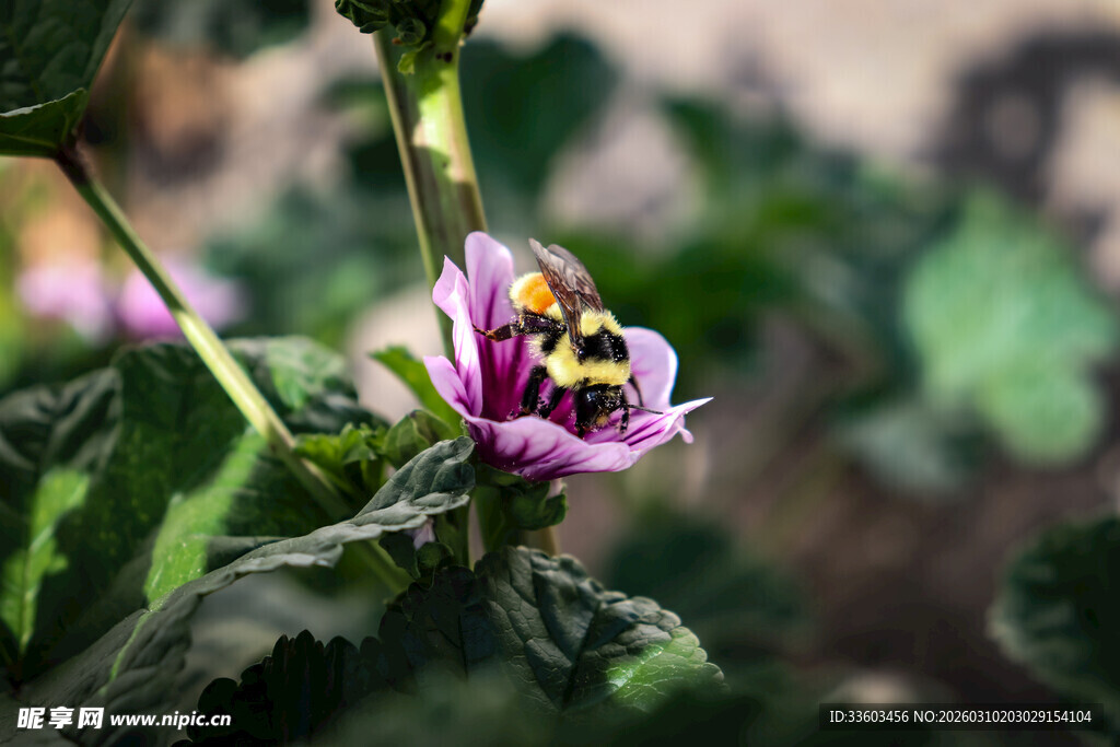 紫色绽放花朵特写