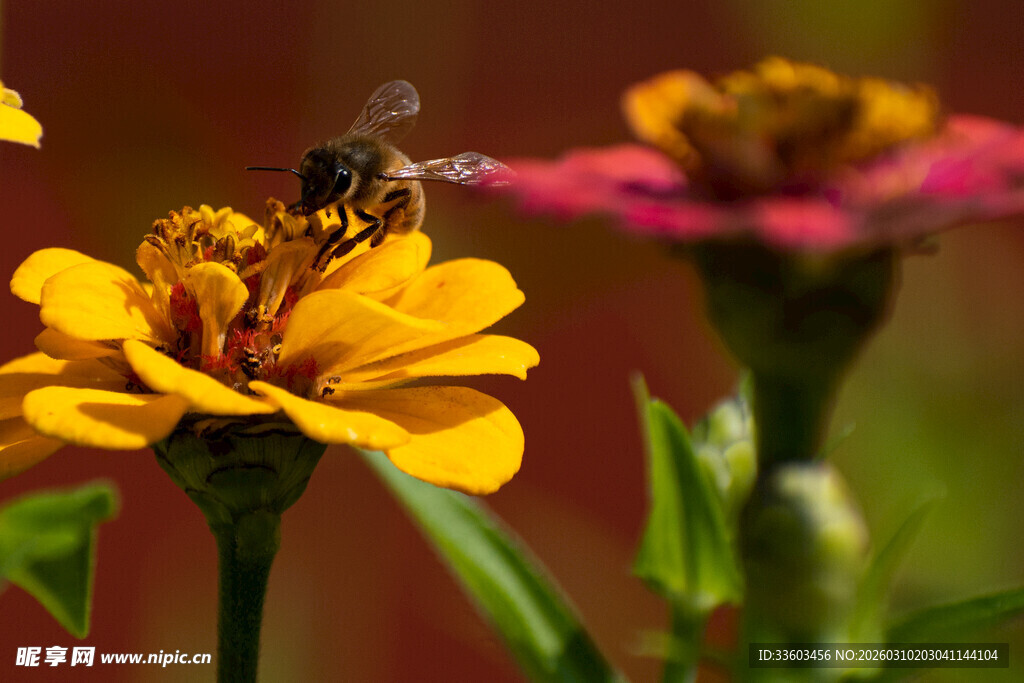 蜜蜂采蜜于鲜艳花朵间