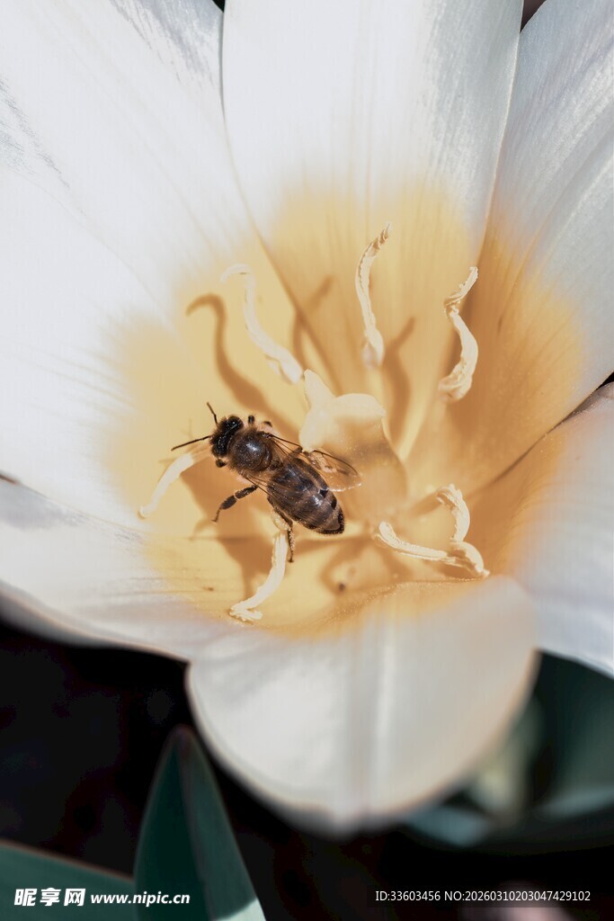 白花朵中的忙碌小蜜蜂