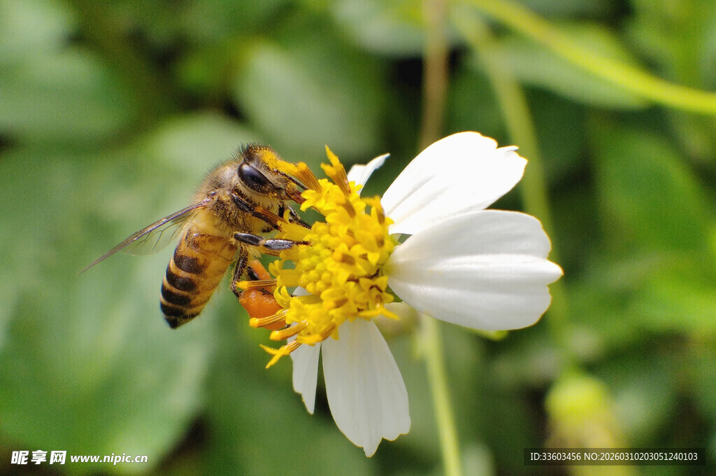 蜜蜂采蜜于白色小花上