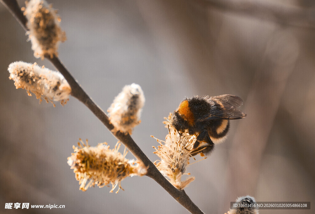 蜜蜂停留在毛茸茸的花枝上