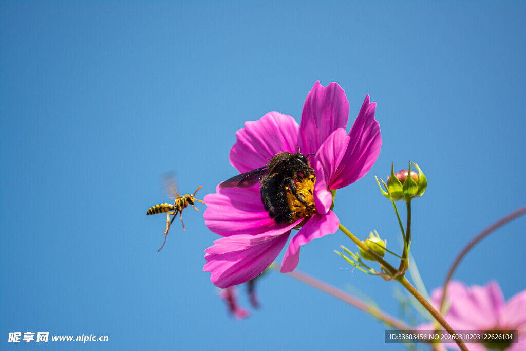 粉花上的蜂鸟鹰蛾
