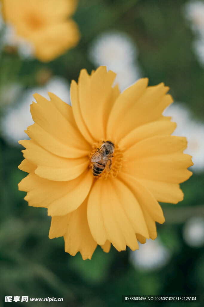 黄色花朵上的蜜蜂
