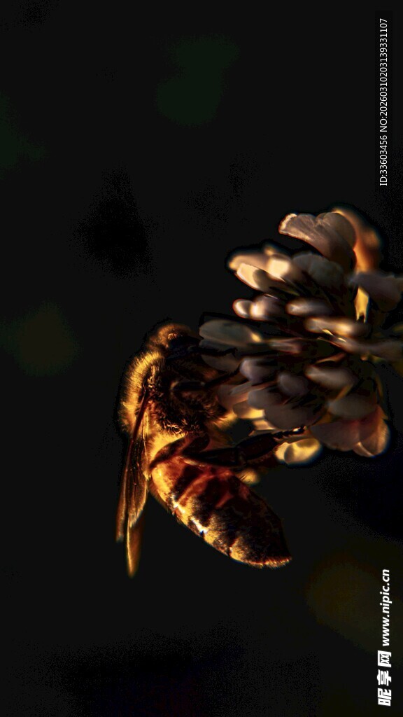 科幻机械昆虫特写