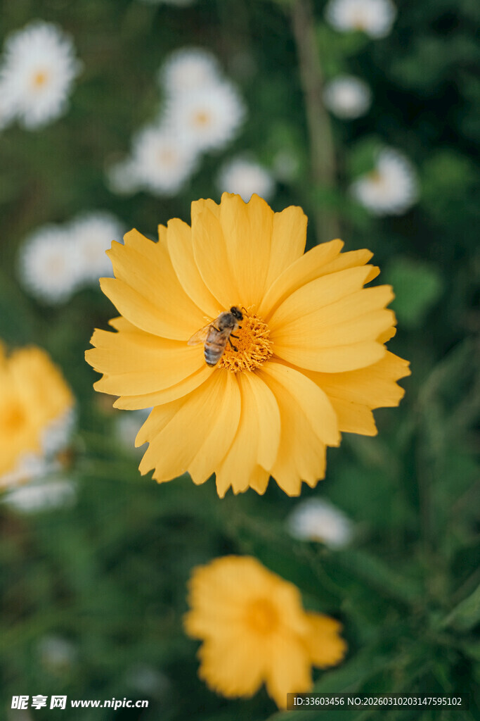黄色花朵上的小昆虫
