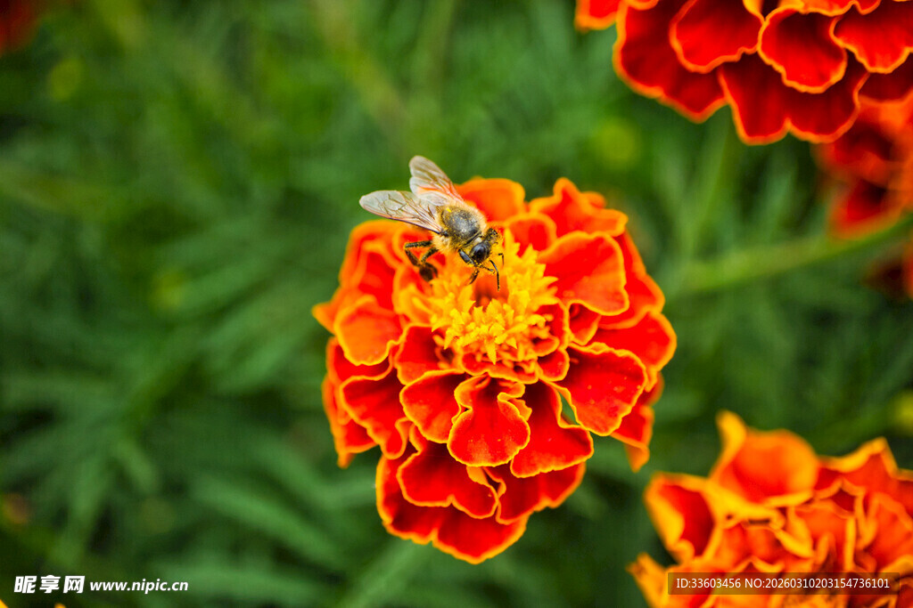 蜜蜂采蜜于艳丽万寿菊