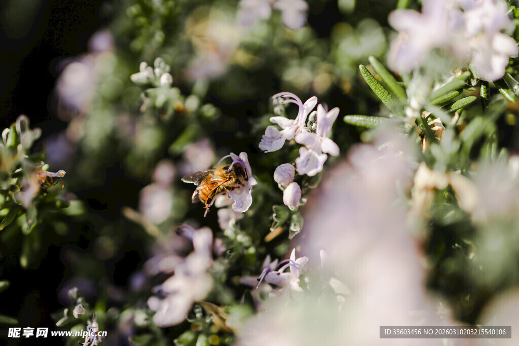 花间蜜蜂采蜜图