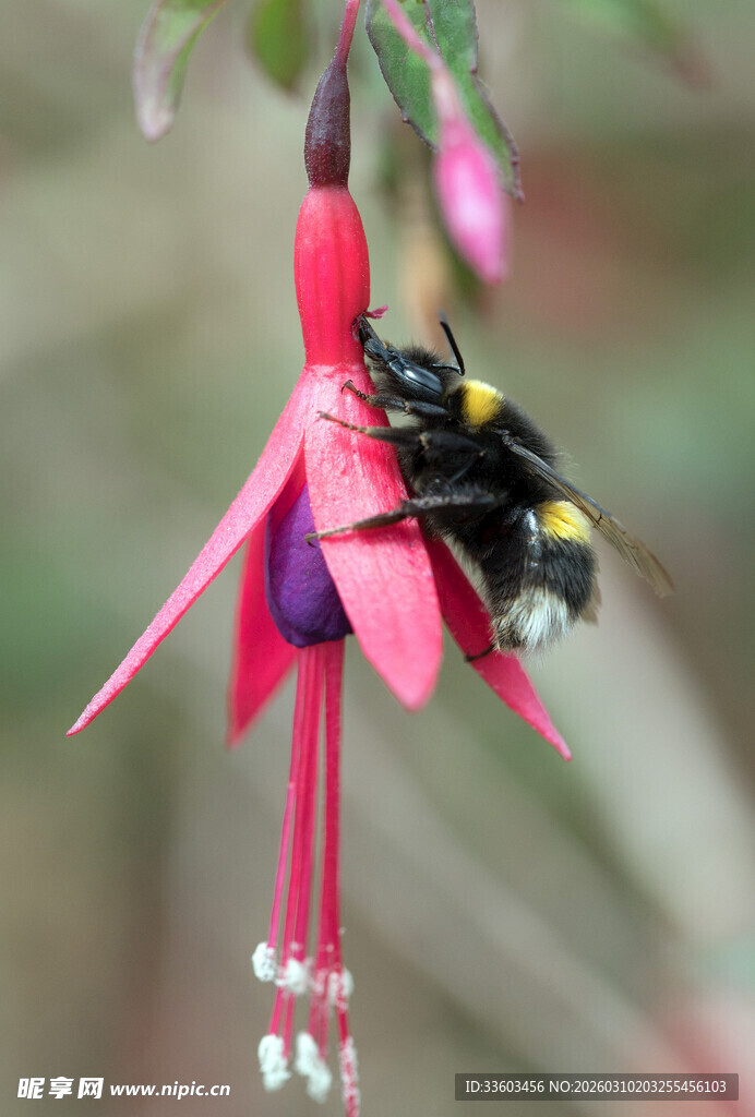 悬铃花上的忙碌大黄蜂