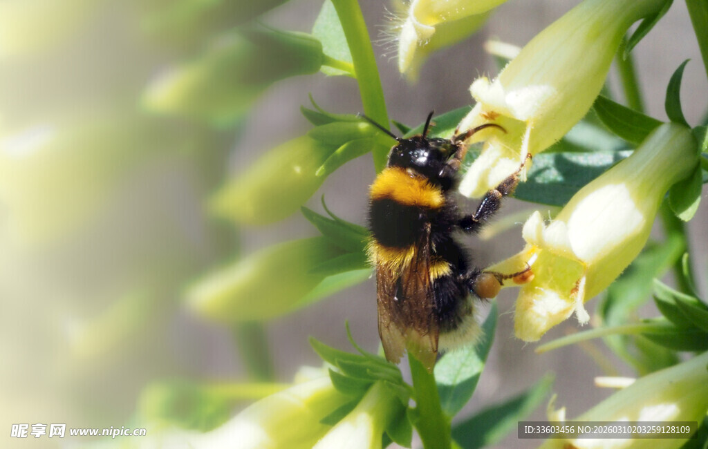 蜜蜂采蜜于黄色花朵间