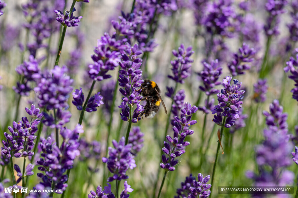 紫色薰衣草花丛中的蜜蜂