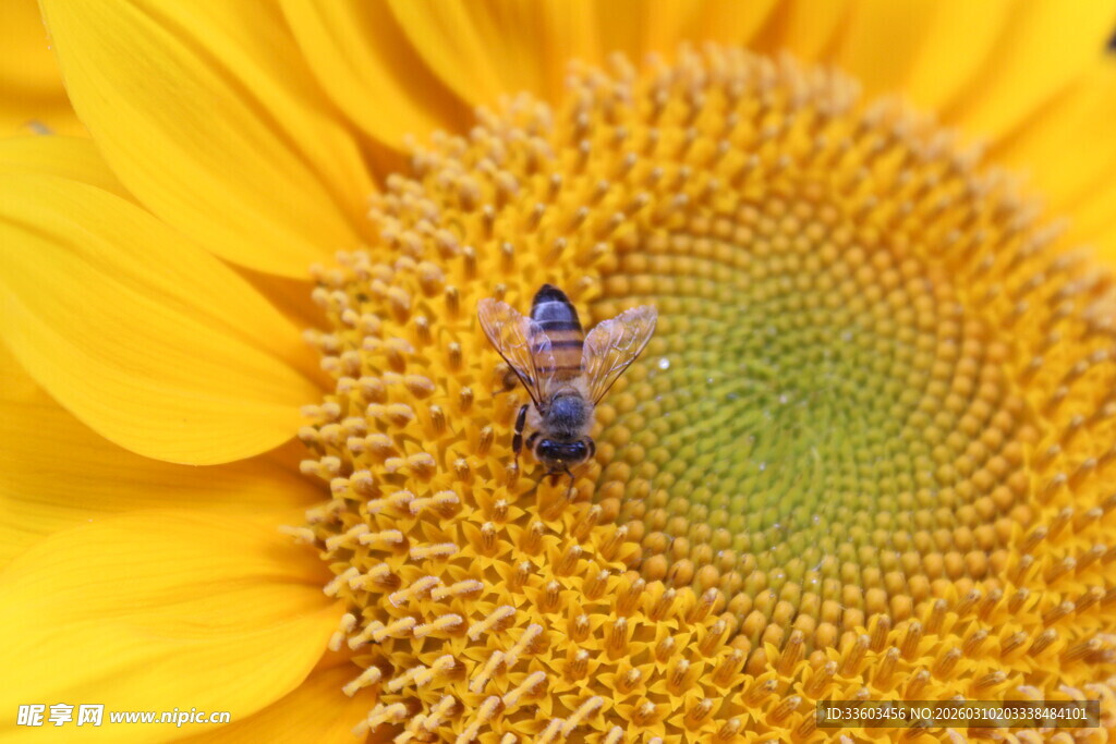 蜜蜂停留在向日葵花盘上