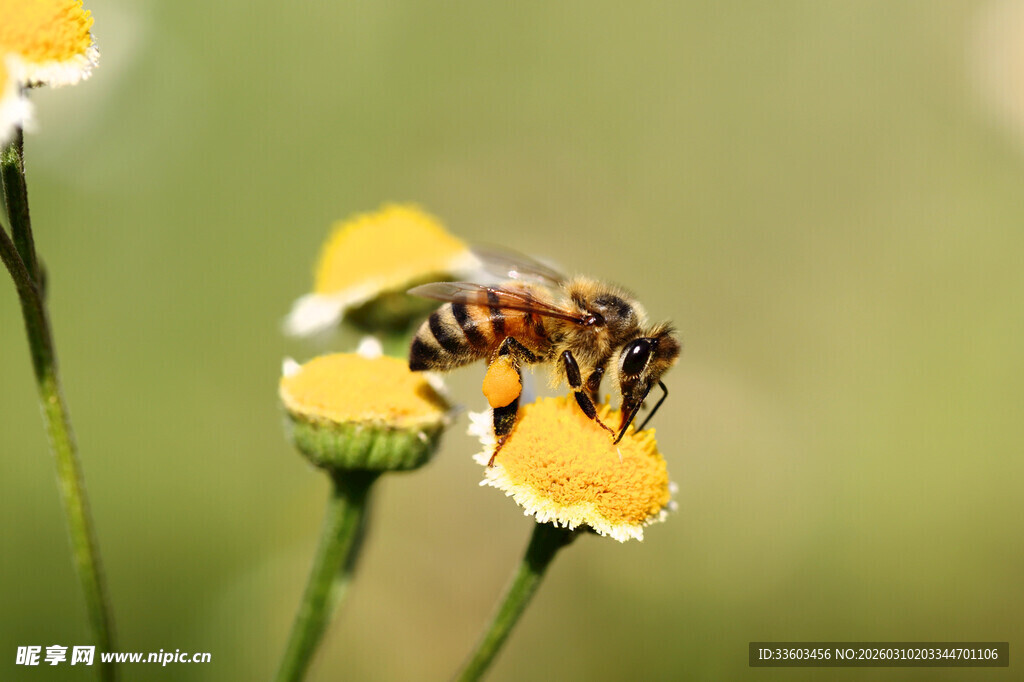 蜜蜂采蜜于黄色小花间