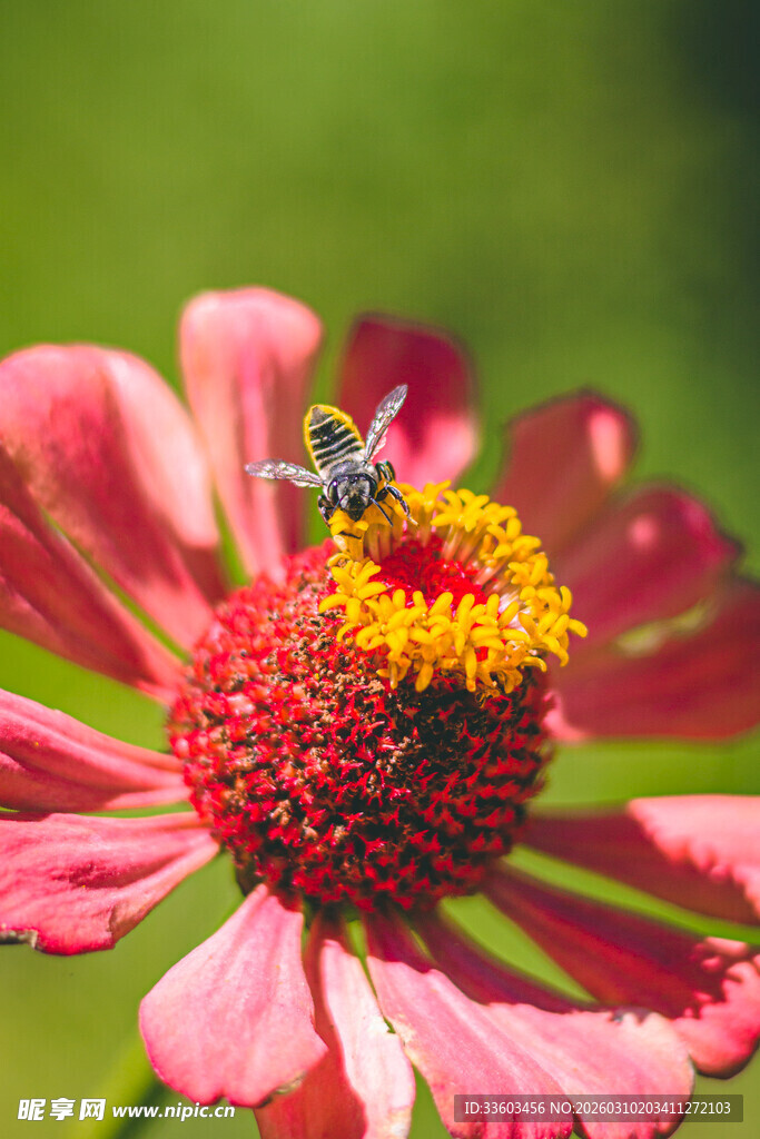 粉色花朵上的飞行蜜蜂