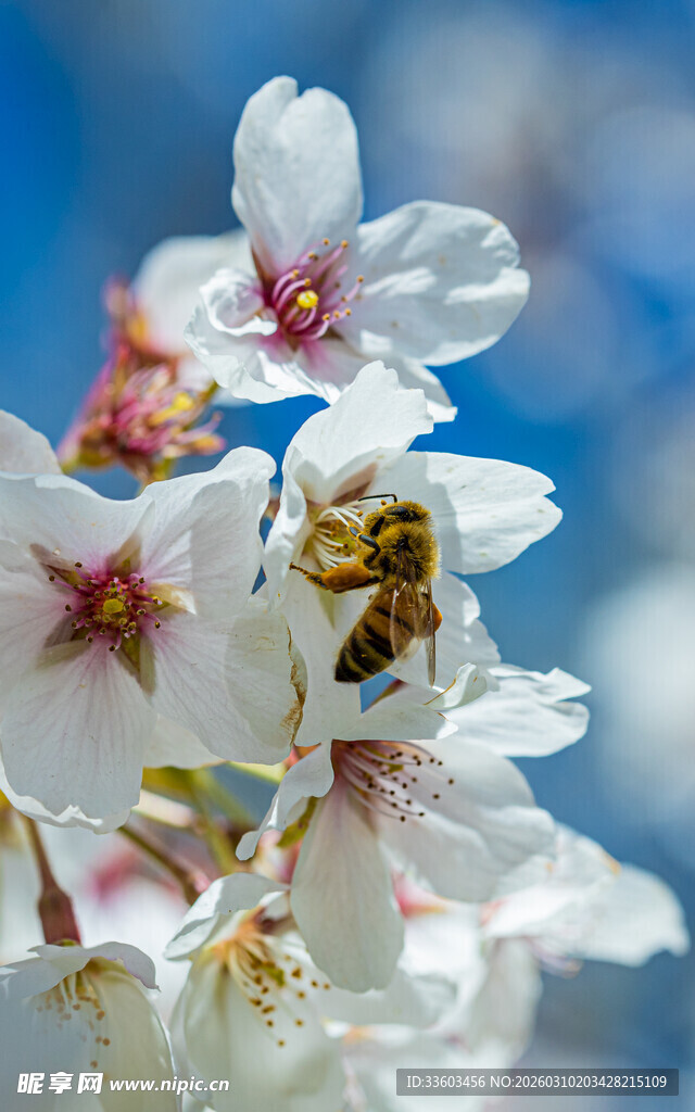 蜜蜂采蜜于烂漫樱花间