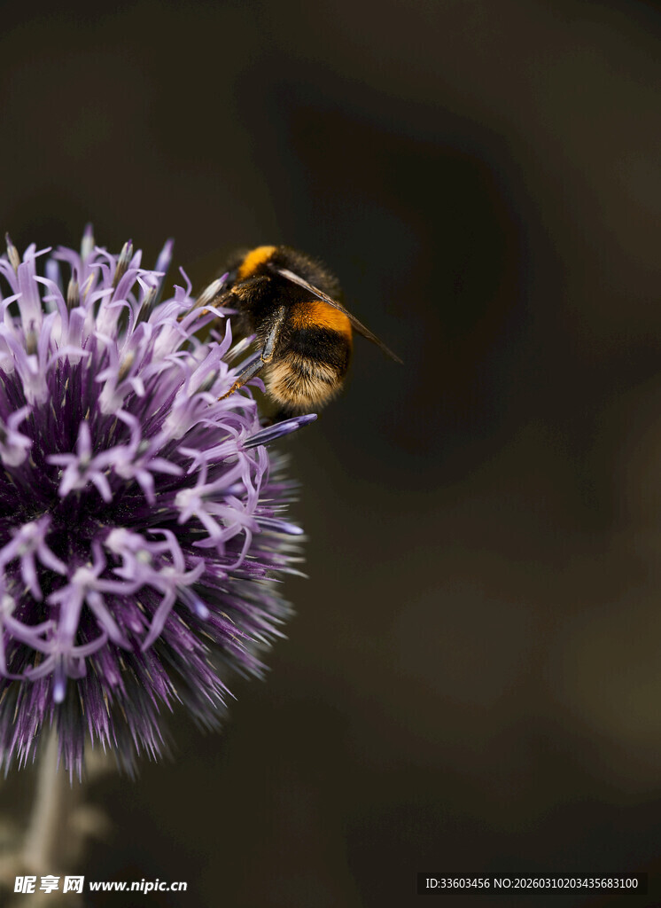 蜜蜂停留在紫色花朵上