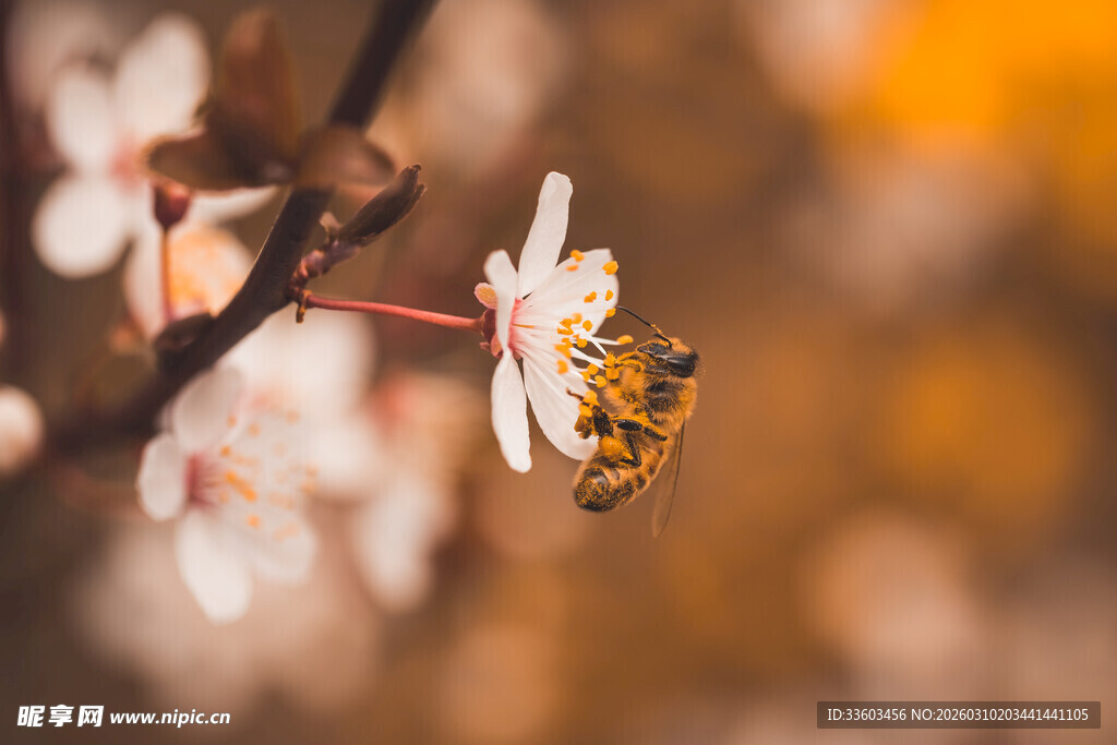 蜜蜂采蜜于绽放花朵间