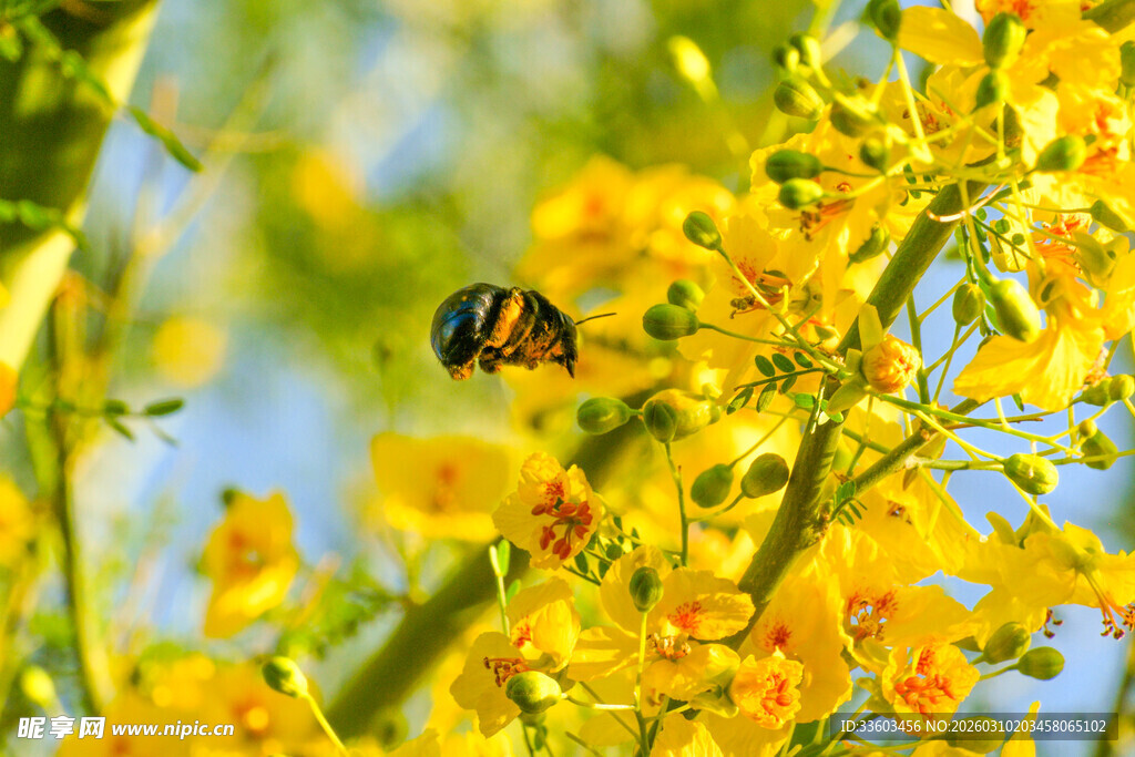 蜜蜂采蜜于灿烂黄花间