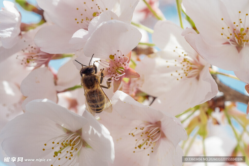 蜜蜂采蜜于烂漫樱花间